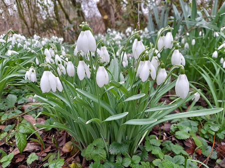 perce-neige