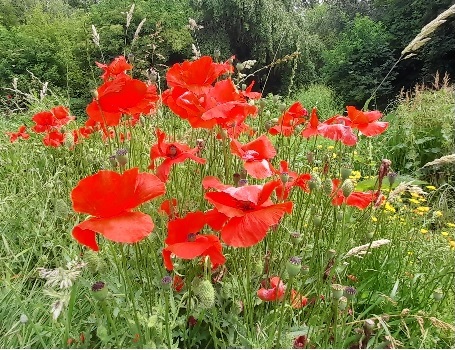 coquelicots