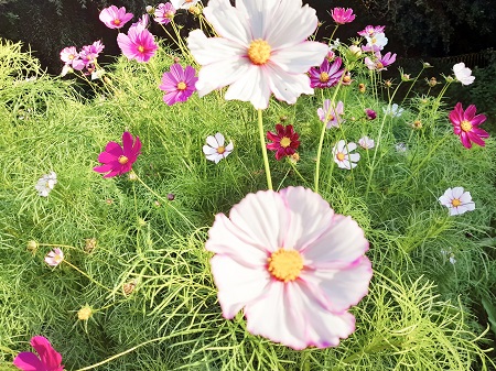 cosmos