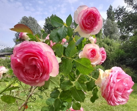 roses