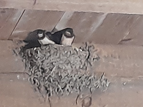 hirondelles